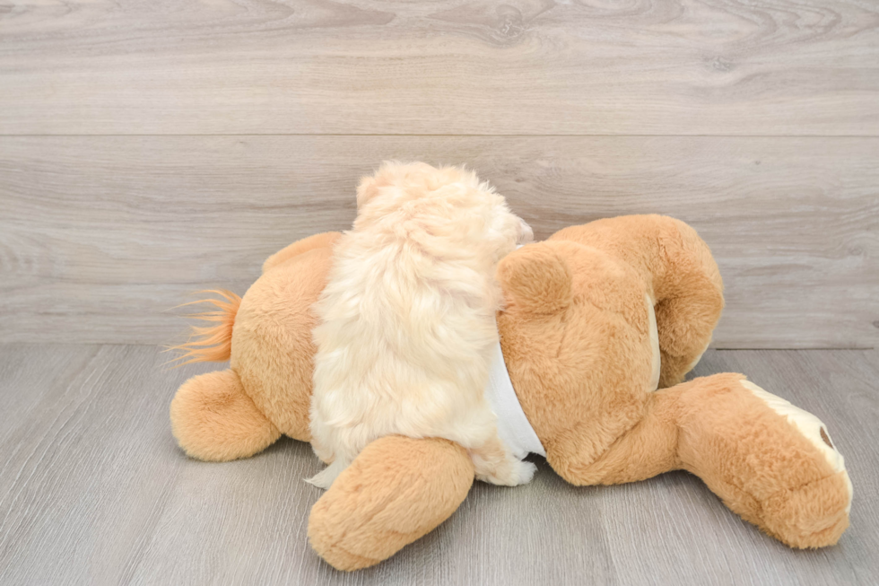 Smart Maltipoo Poodle Mix Pup