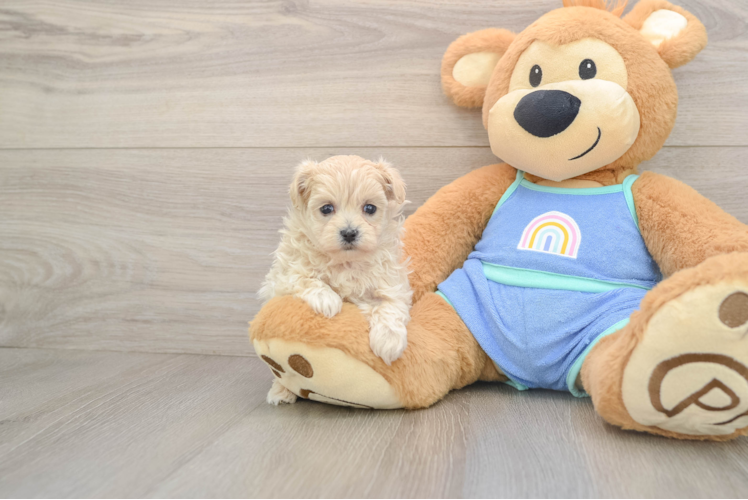 Friendly Maltipoo Baby