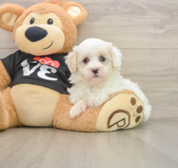 8 week old Maltipoo Puppy For Sale - Lone Star Pups