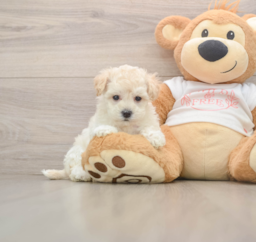 8 week old Maltipoo Puppy For Sale - Lone Star Pups