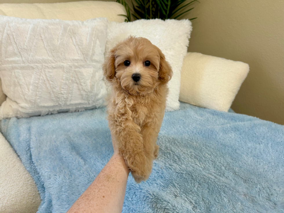 Cute Malt a Poo Poodle Mix Puppy
