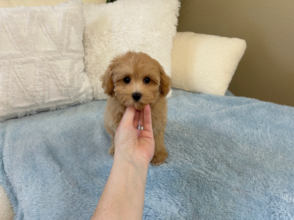 Maltipoo Puppy for Adoption