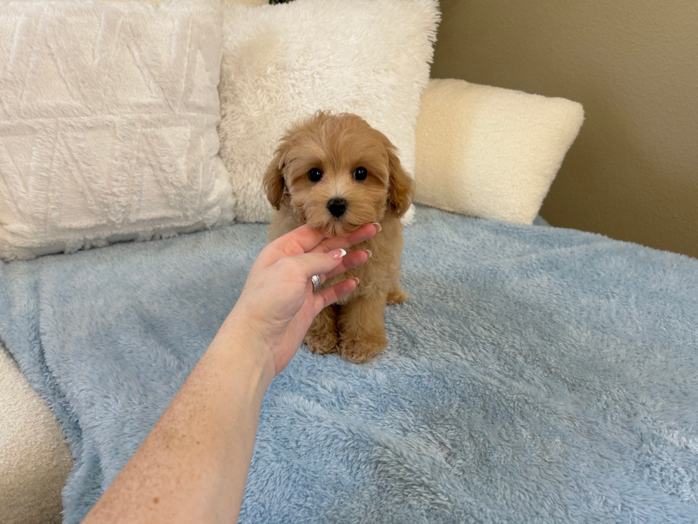 Best Maltipoo Baby