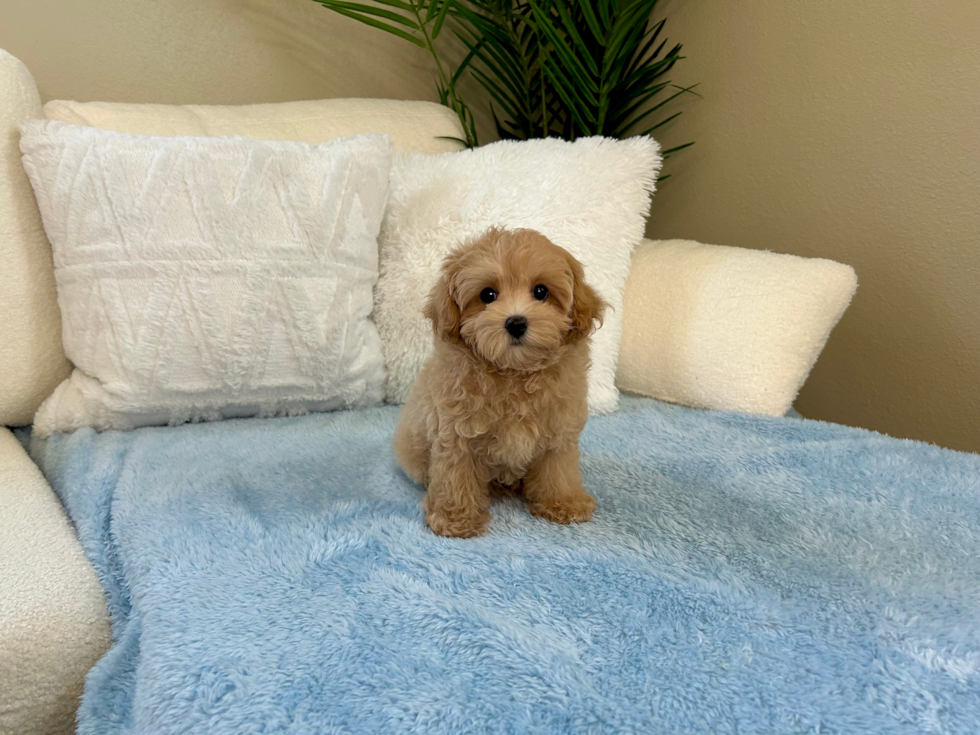 Maltipoo Puppy for Adoption
