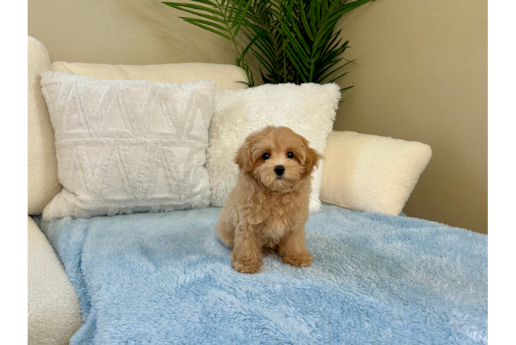 Best Maltipoo Baby
