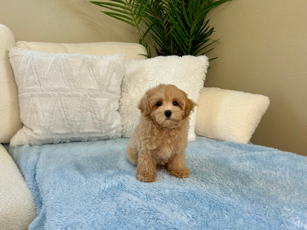 Best Maltipoo Baby