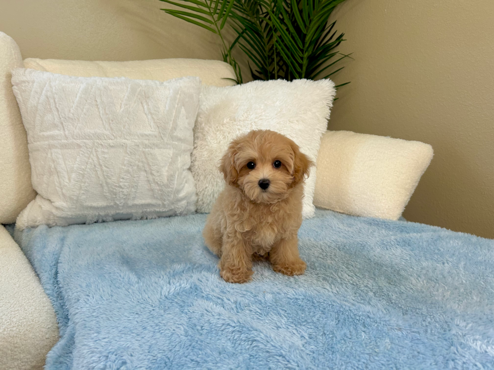 Best Maltipoo Baby