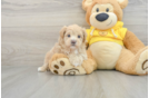 Maltipoo Puppy for Adoption