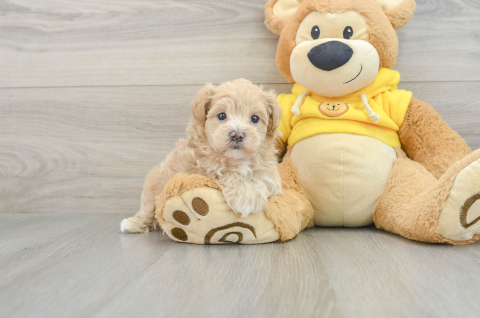 7 week old Maltipoo Puppy For Sale - Lone Star Pups