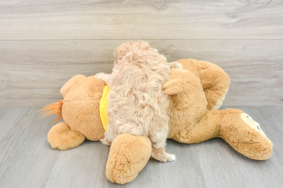 Maltipoo Pup Being Cute