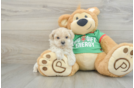 Maltipoo Puppy for Adoption