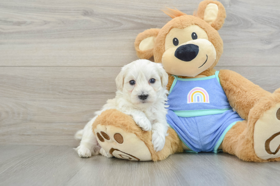 Maltipoo Pup Being Cute