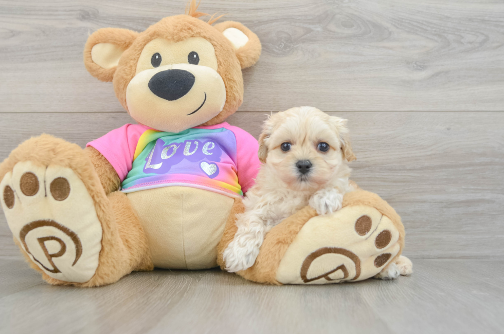 6 week old Maltipoo Puppy For Sale - Lone Star Pups