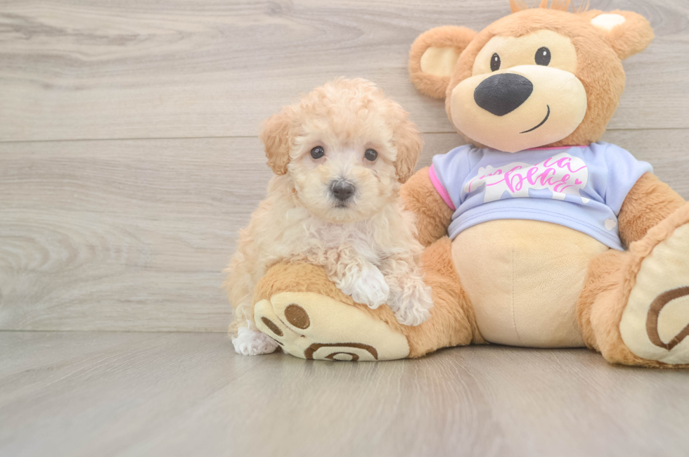 6 week old Maltipoo Puppy For Sale - Lone Star Pups