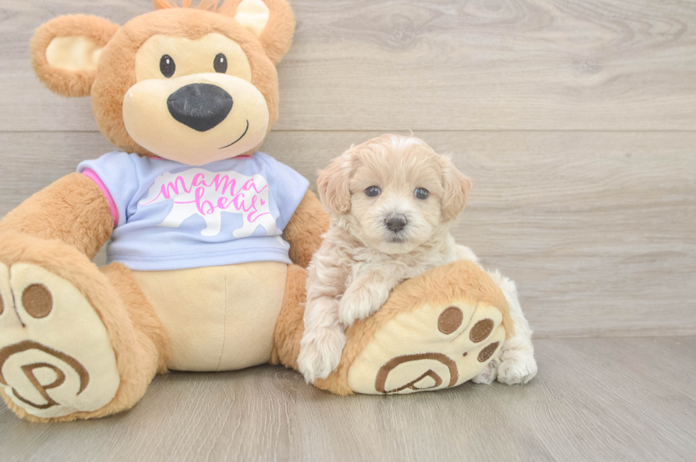 5 week old Maltipoo Puppy For Sale - Lone Star Pups