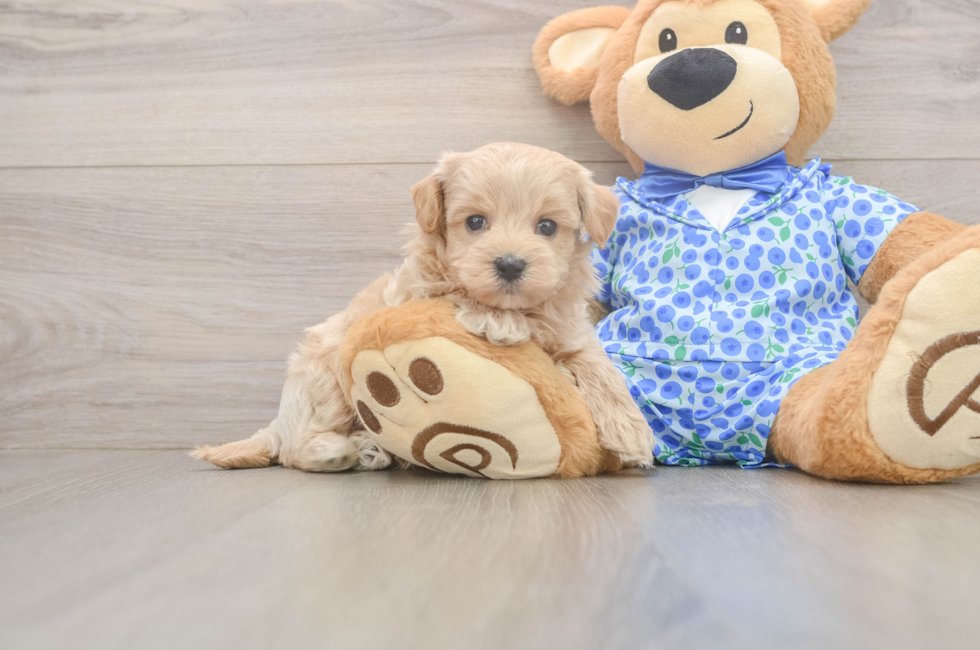 7 week old Maltipoo Puppy For Sale - Lone Star Pups