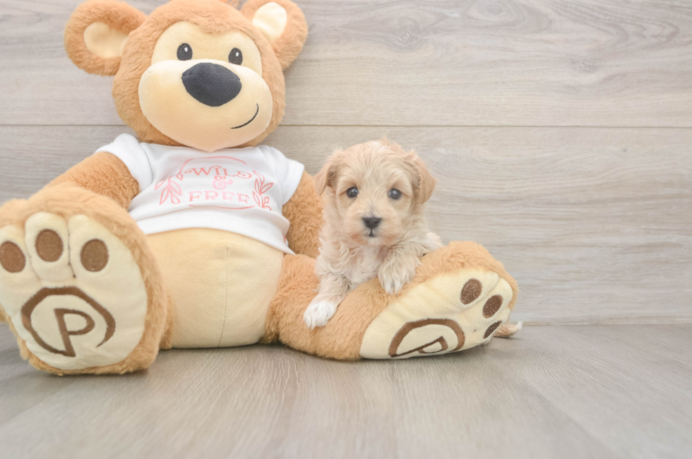5 week old Maltipoo Puppy For Sale - Lone Star Pups