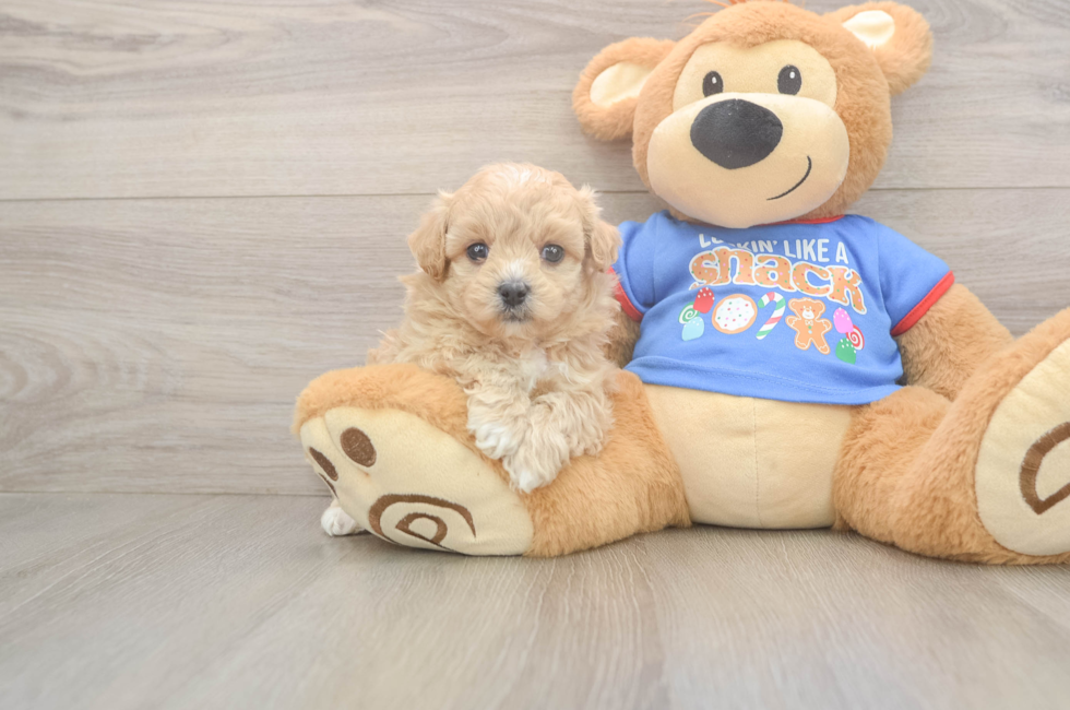 5 week old Maltipoo Puppy For Sale - Lone Star Pups