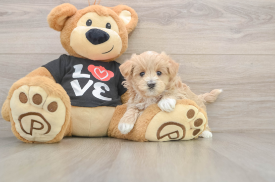 Maltipoo Puppy for Adoption