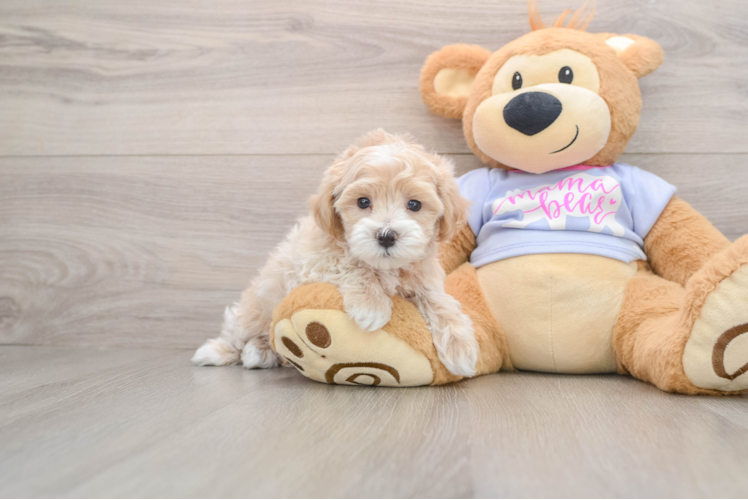Best Maltipoo Baby