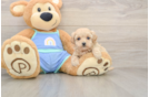 Smart Maltipoo Poodle Mix Pup