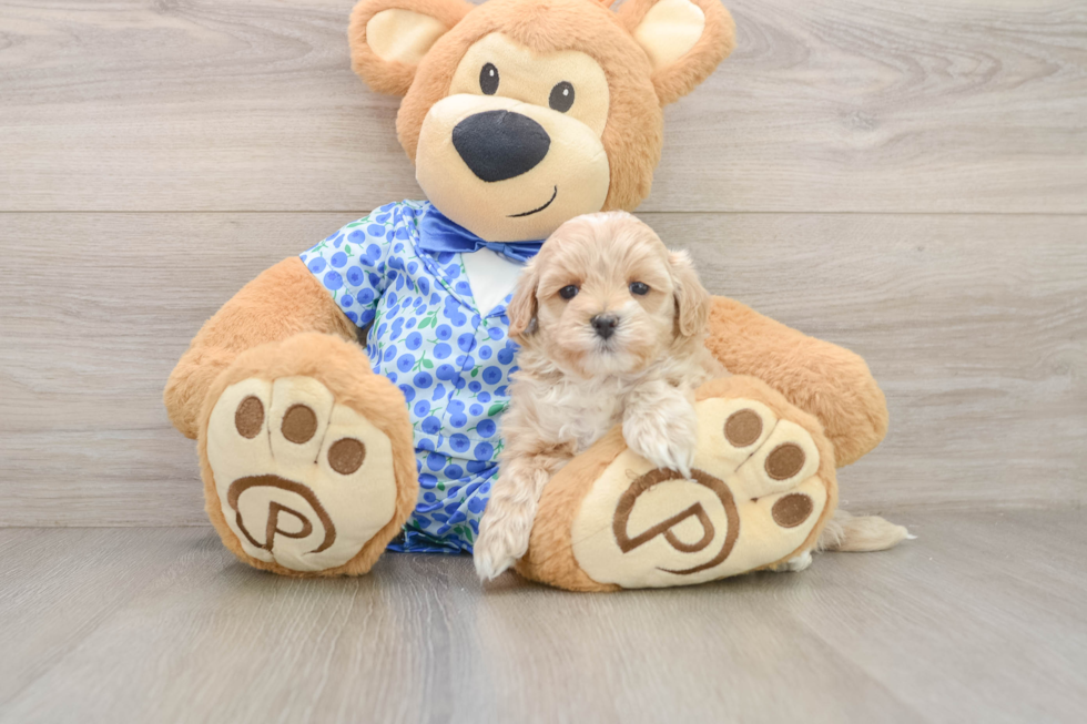 Best Maltipoo Baby
