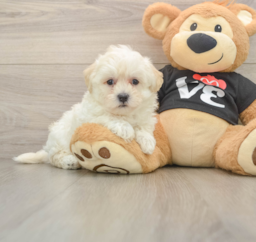8 week old Maltipoo Puppy For Sale - Lone Star Pups
