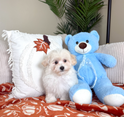 10 week old Maltipoo Puppy For Sale - Lone Star Pups