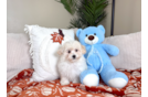 Maltipoo Puppy for Adoption