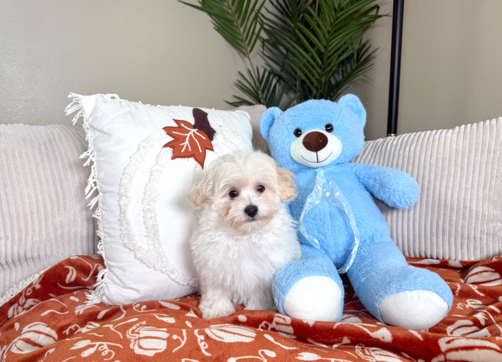 Maltipoo Puppy for Adoption