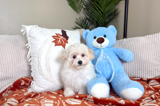 Maltipoo Puppy for Adoption