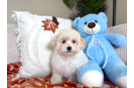 Cute Malt a Poo Poodle Mix Puppy