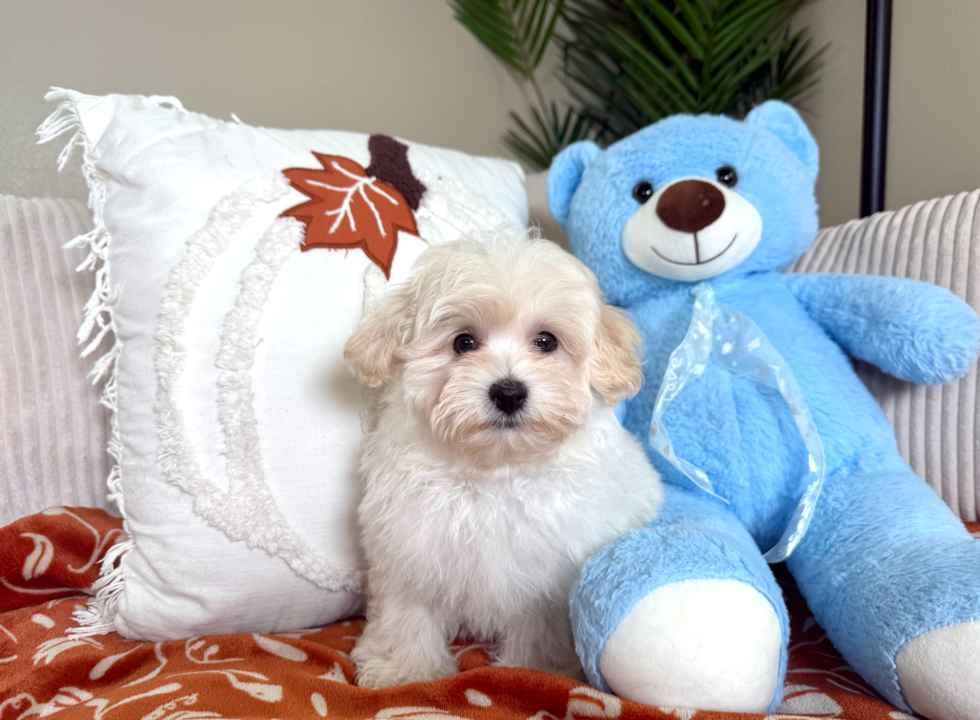 Cute Malt a Poo Poodle Mix Puppy