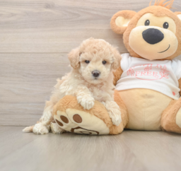 8 week old Maltipoo Puppy For Sale - Lone Star Pups