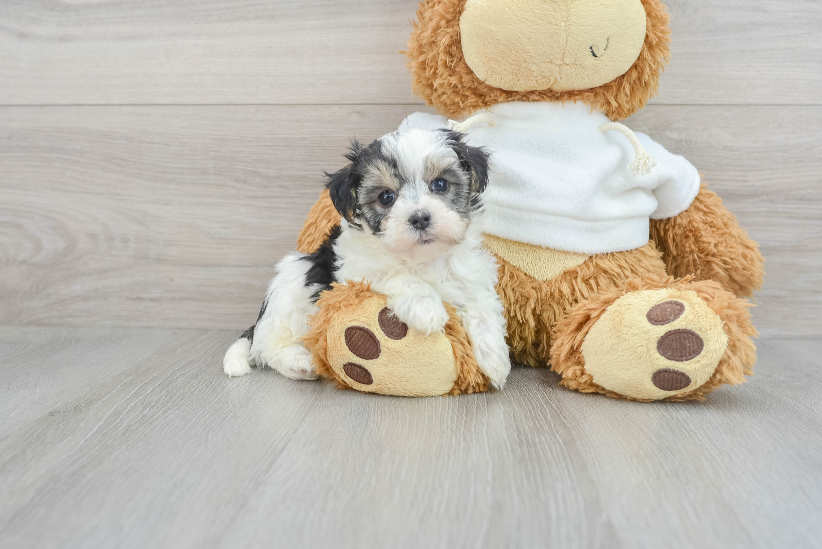 Energetic Maltese Poodle Poodle Mix Puppy