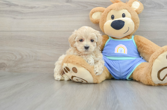 Maltipoo Puppy for Adoption