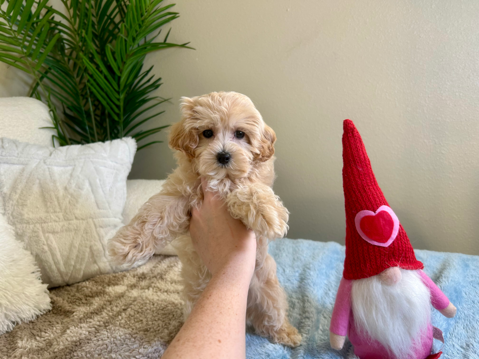 Maltipoo Puppy for Adoption