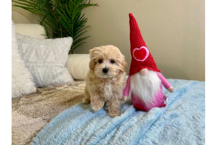 Maltipoo Pup Being Cute