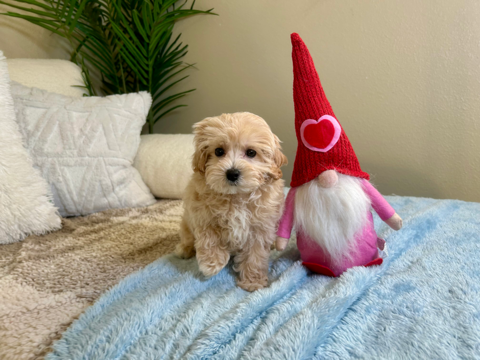 Maltipoo Pup Being Cute