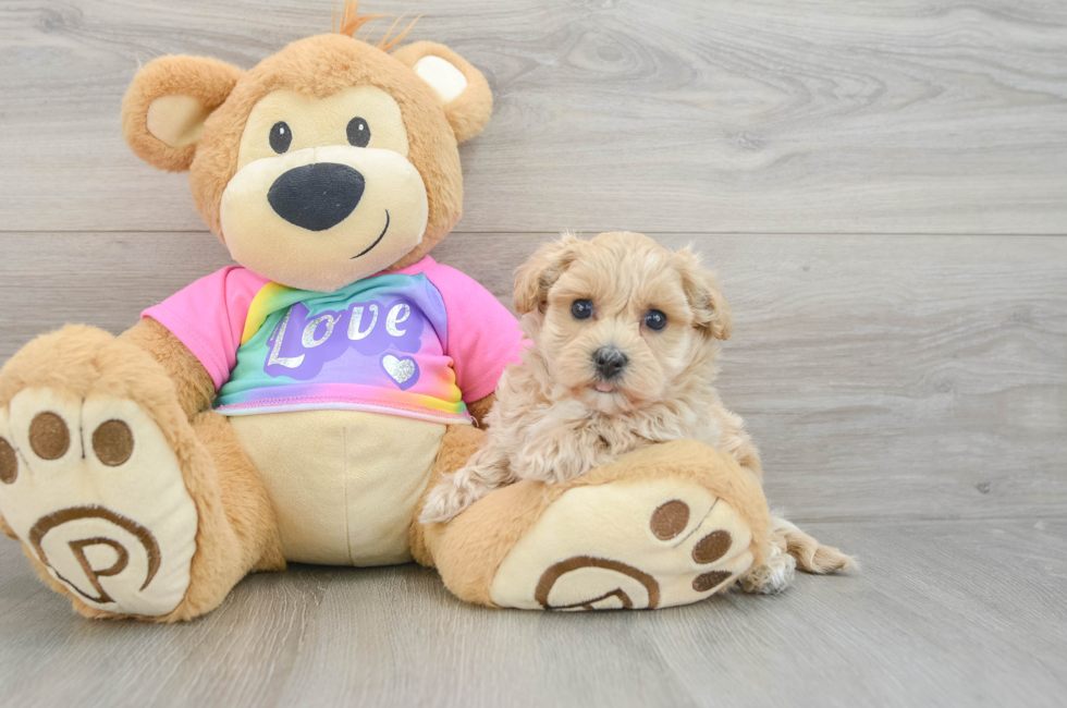 6 week old Maltipoo Puppy For Sale - Lone Star Pups