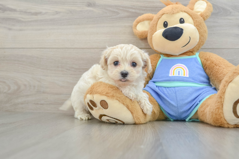Meet Isaiah - our Maltipoo Puppy Photo 1/3 - Lone Star Pups
