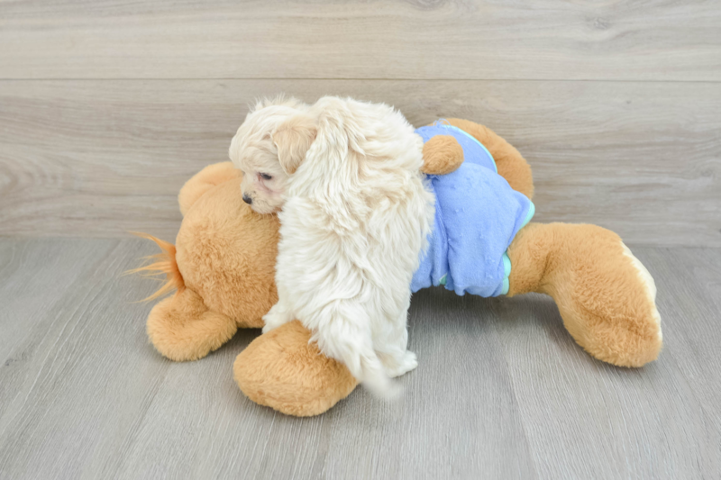 Meet Isaiah - our Maltipoo Puppy Photo 2/3 - Lone Star Pups
