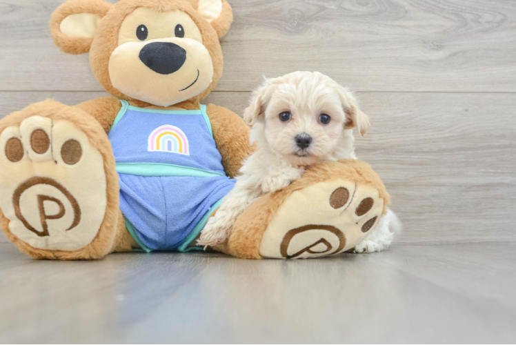 Maltipoo Pup Being Cute