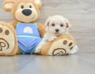 8 week old Maltipoo Puppy For Sale - Lone Star Pups
