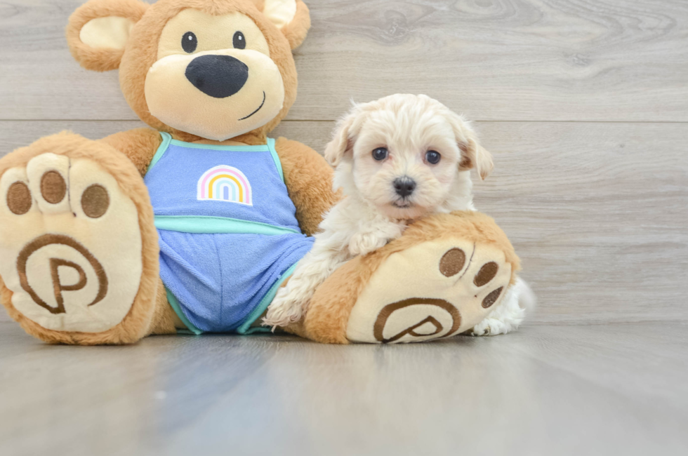 5 week old Maltipoo Puppy For Sale - Lone Star Pups