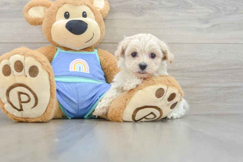Meet Isaiah - our Maltipoo Puppy Photo 3/3 - Lone Star Pups