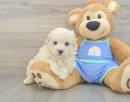 8 week old Maltipoo Puppy For Sale - Lone Star Pups