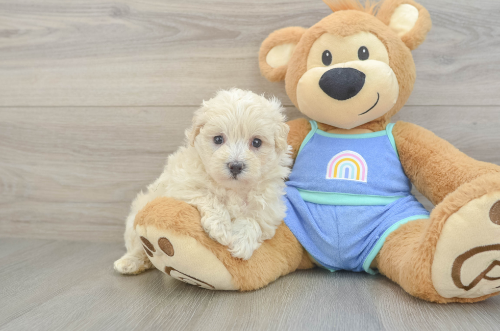 6 week old Maltipoo Puppy For Sale - Lone Star Pups
