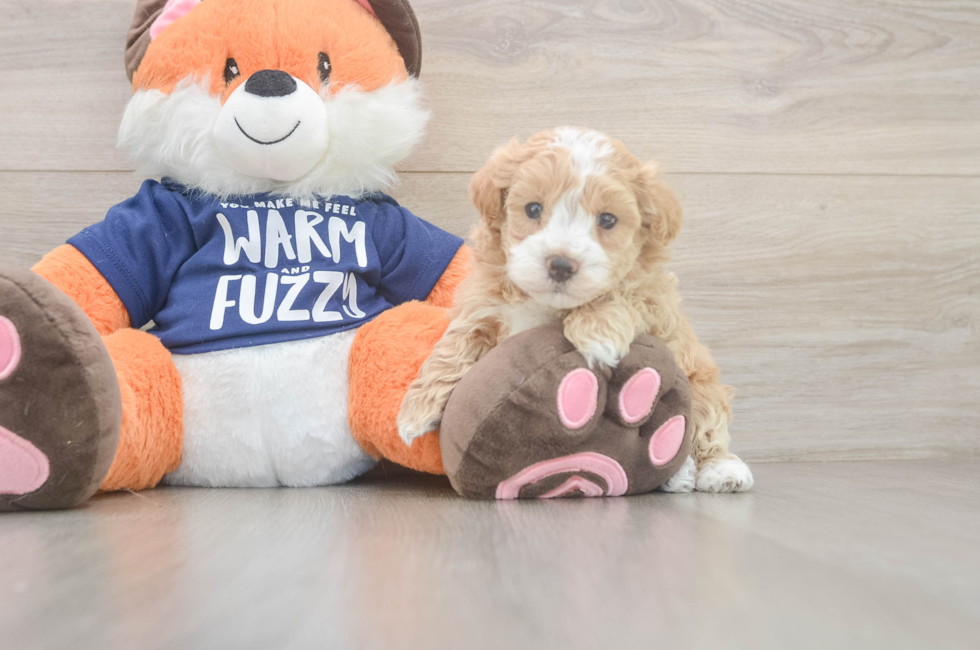 5 week old Maltipoo Puppy For Sale - Lone Star Pups