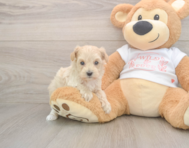 9 week old Maltipoo Puppy For Sale - Lone Star Pups